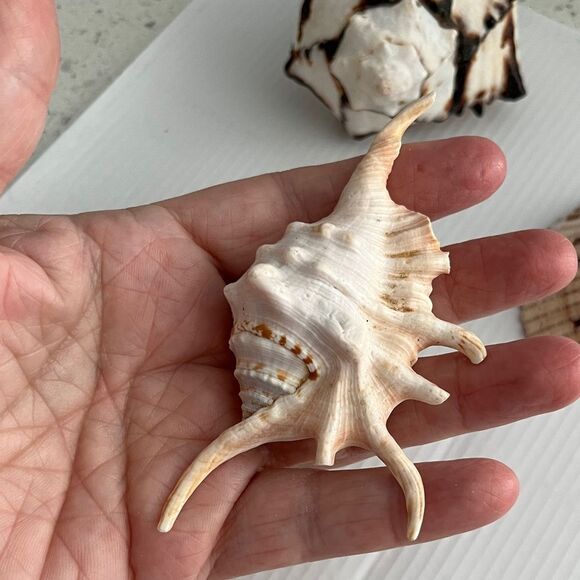 Set of Three  large Decorative Seashells Spider Conch Giant Conch Large Murex - Picture 5 of 14